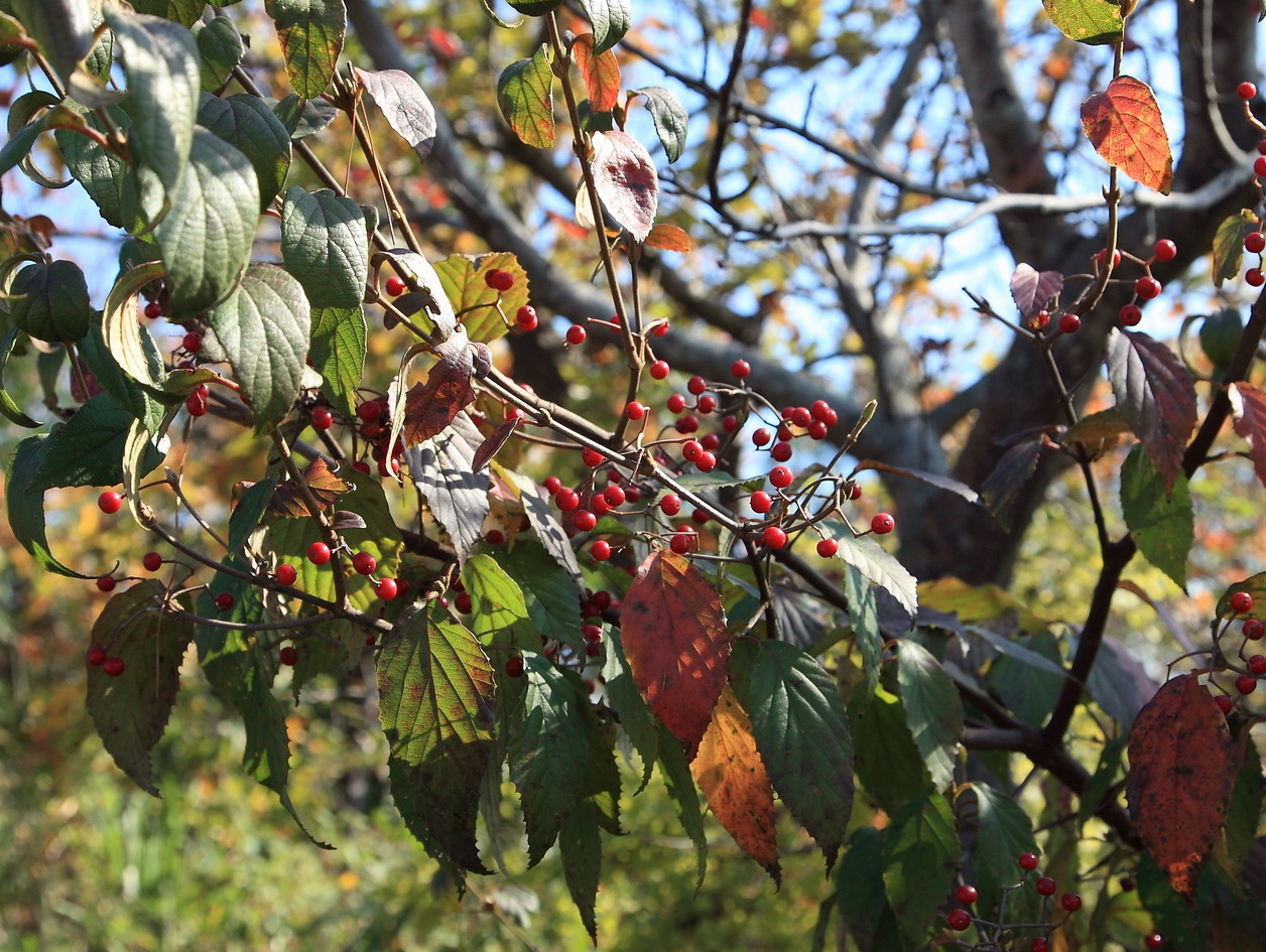 核果成熟時呈紅色，非常壯觀