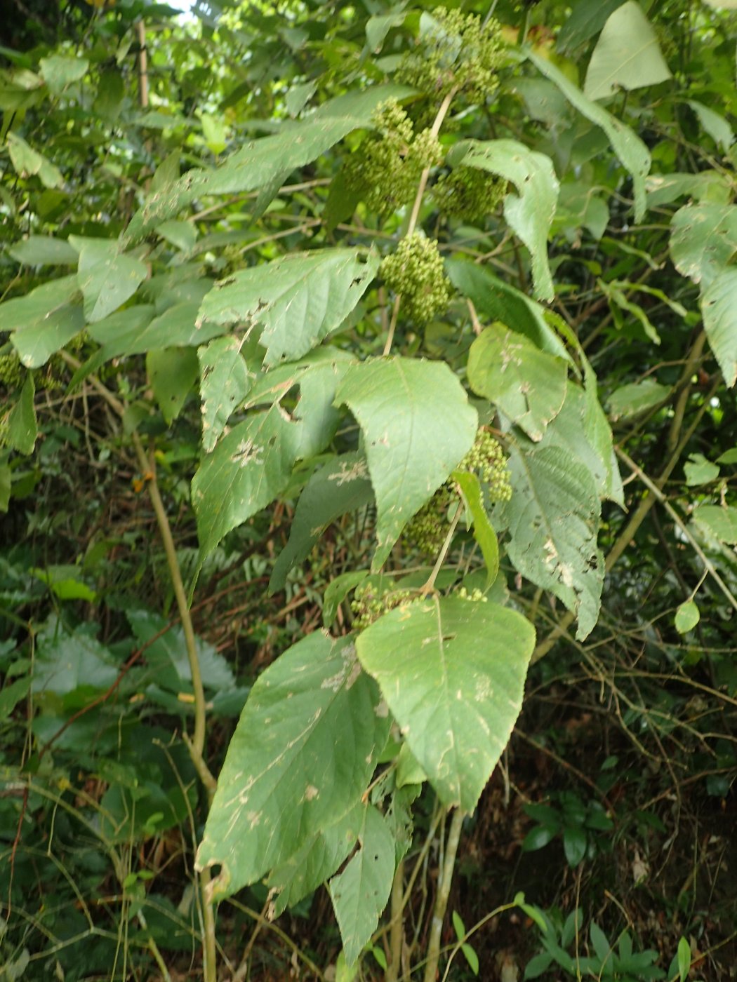 杜虹花植株