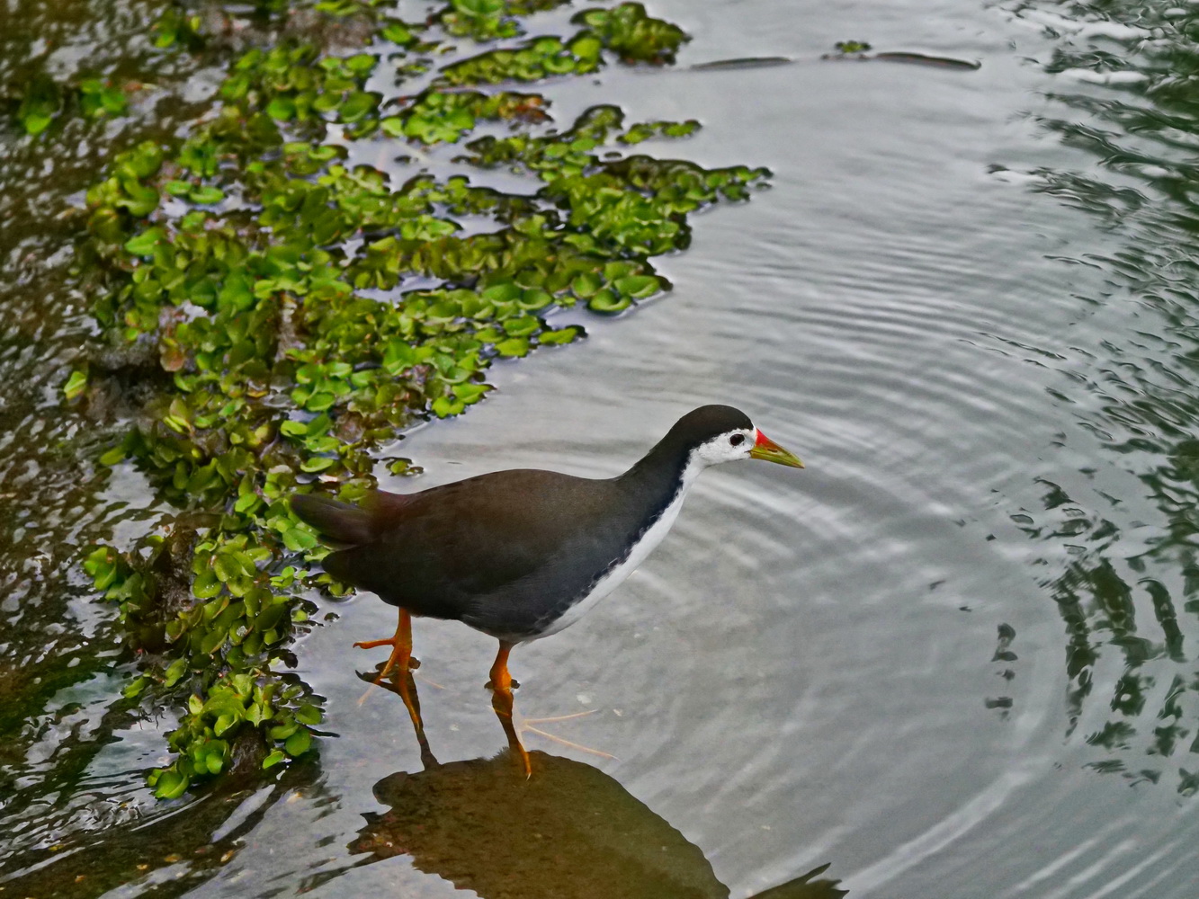 白腹秧雞在壩上瀟灑走一回
