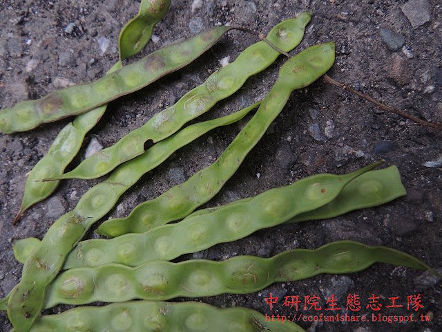 相思樹長莢果-種子尚未熟
