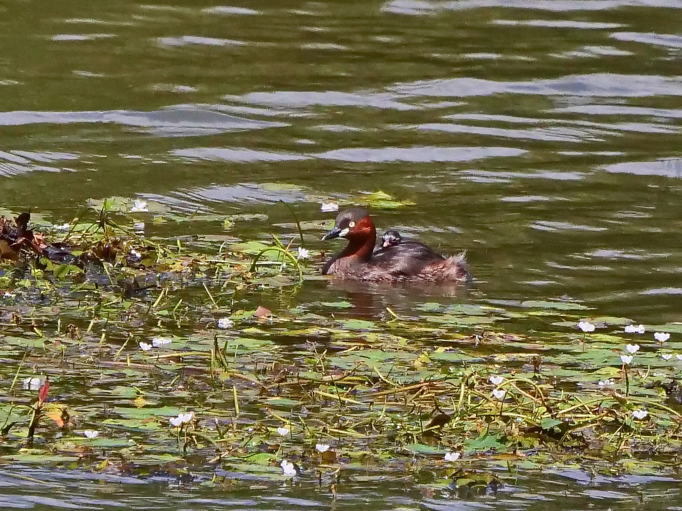 親鳥載著幼鳥悠遊水面