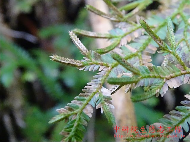 生根卷柏孢子囊穗