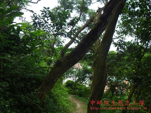 相思樹莖幹可作薪炭用，是良好的薪炭材