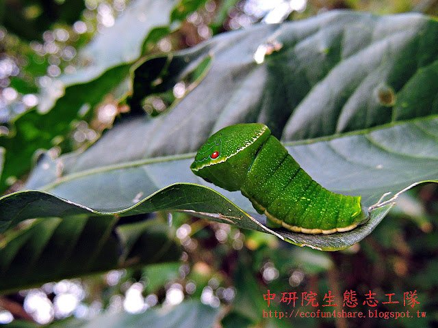 琉璃翠鳳蝶/大琉璃紋鳳蝶幼蟲在山刈葉