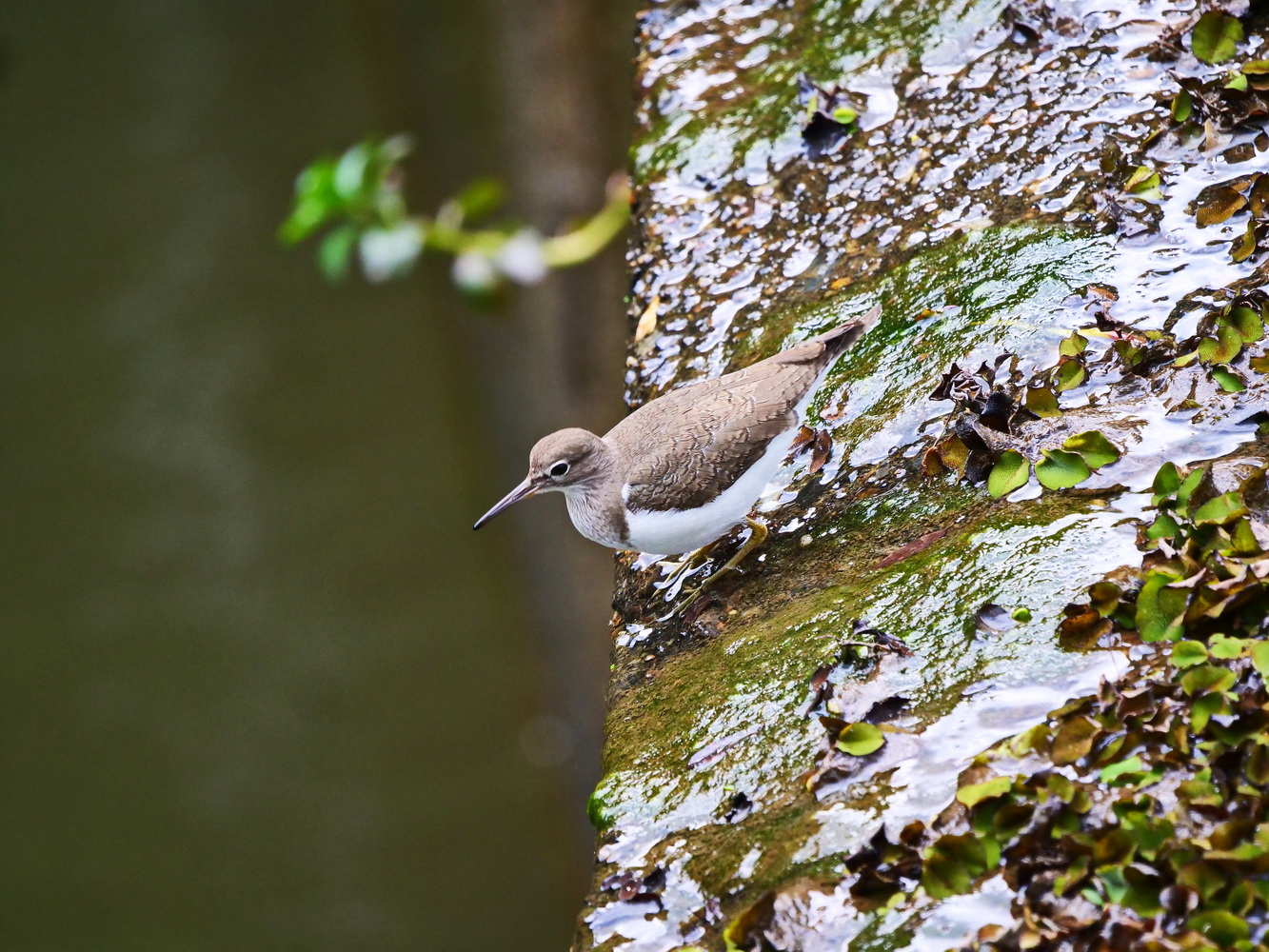 磯鷸在擋水壩上覓食