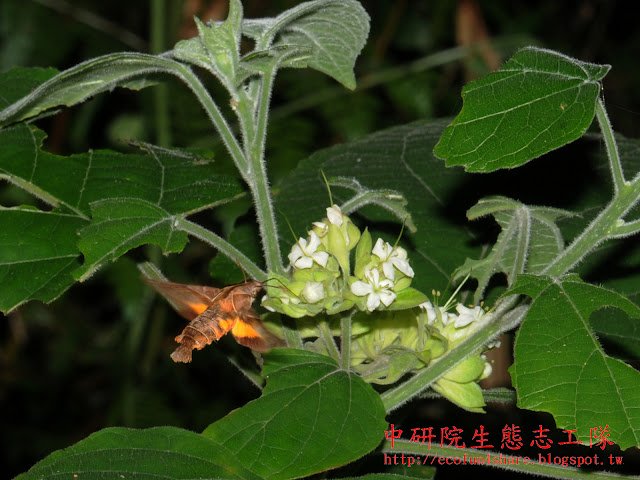 花多數，聚繖花序密集成頭狀，頂生