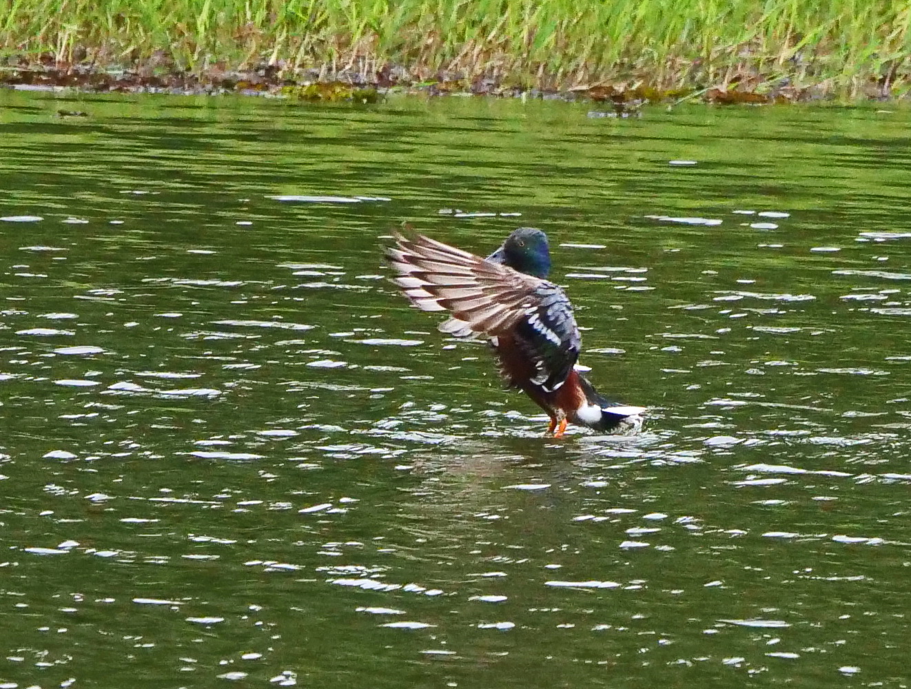 琵嘴鴨初來乍到歡欣鼓翼