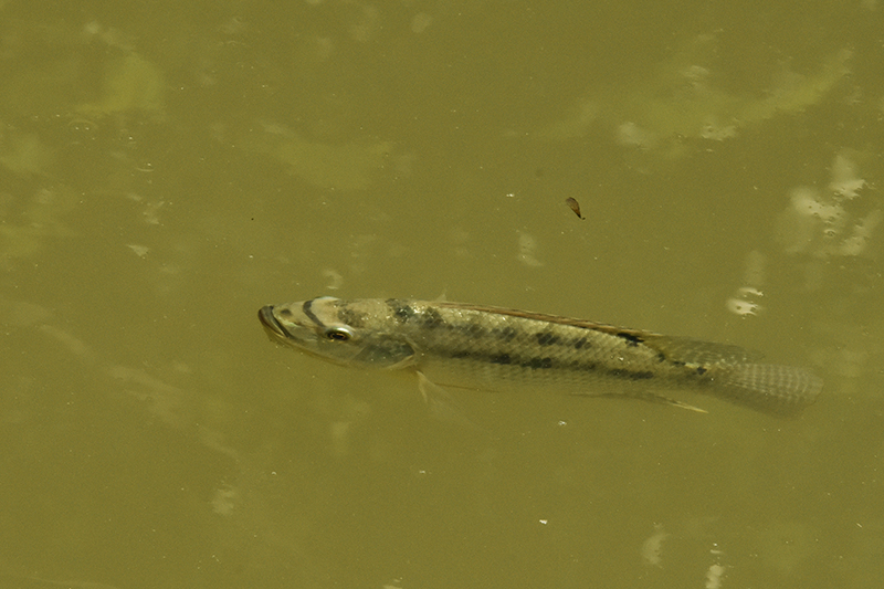 園區的鮕鮘幼魚