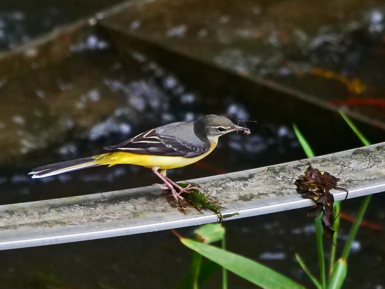灰鶺鴒捕捉小蟲
