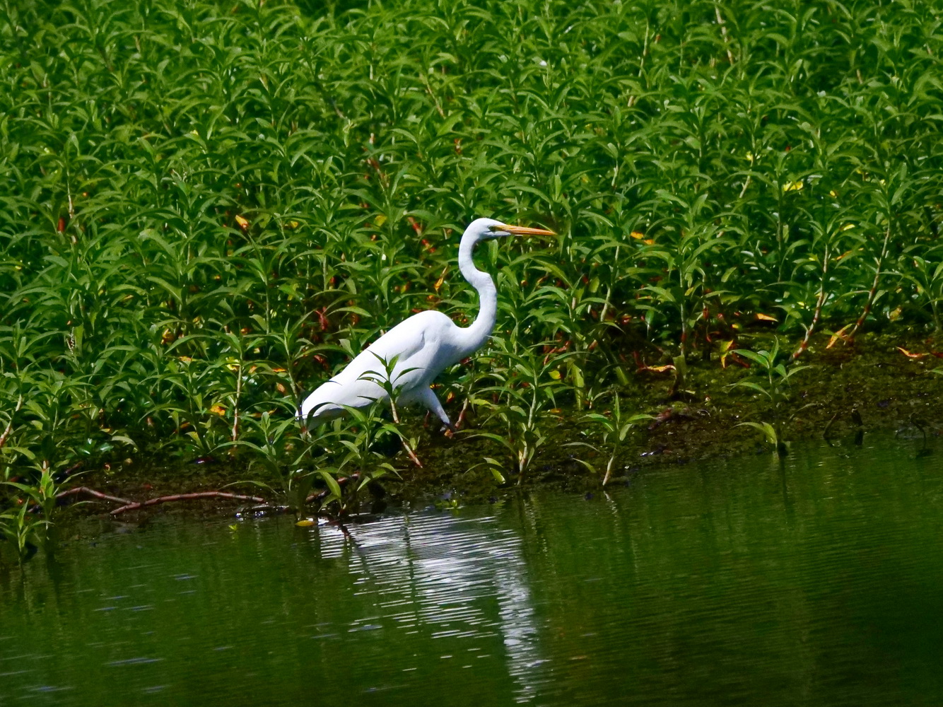 大白鷺在池邊捕魚