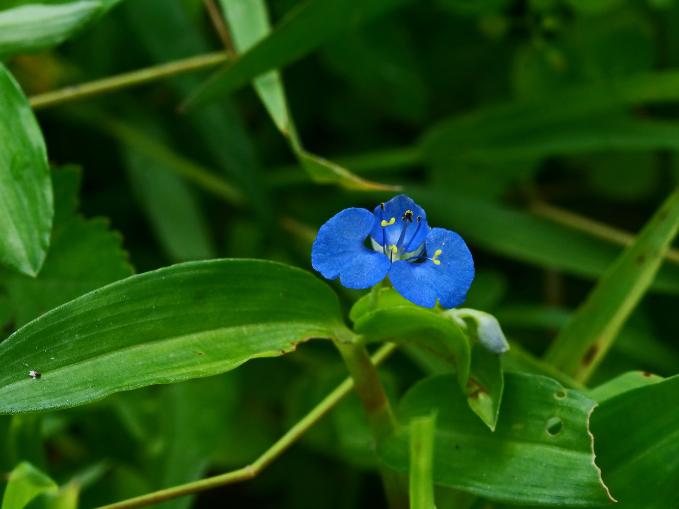  竹仔菜 
