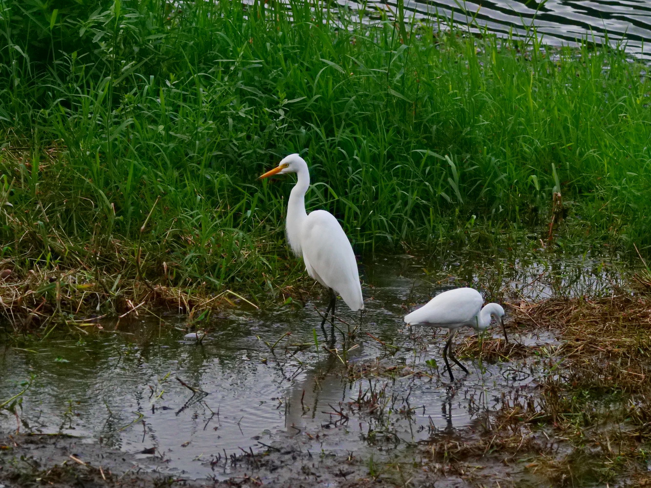 中白鷺和小白鷺在泥灘捕獵