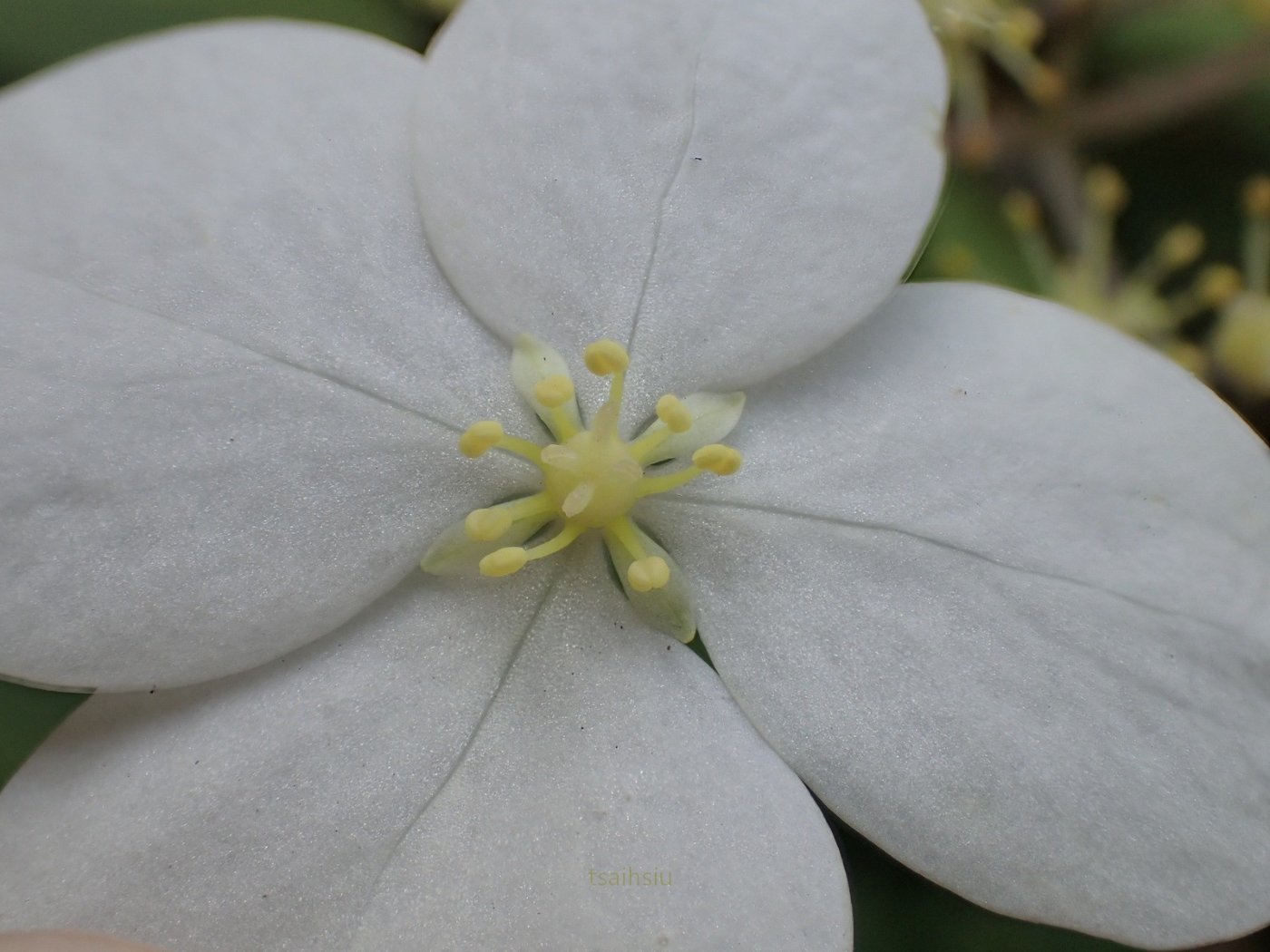 華八仙   花特寫