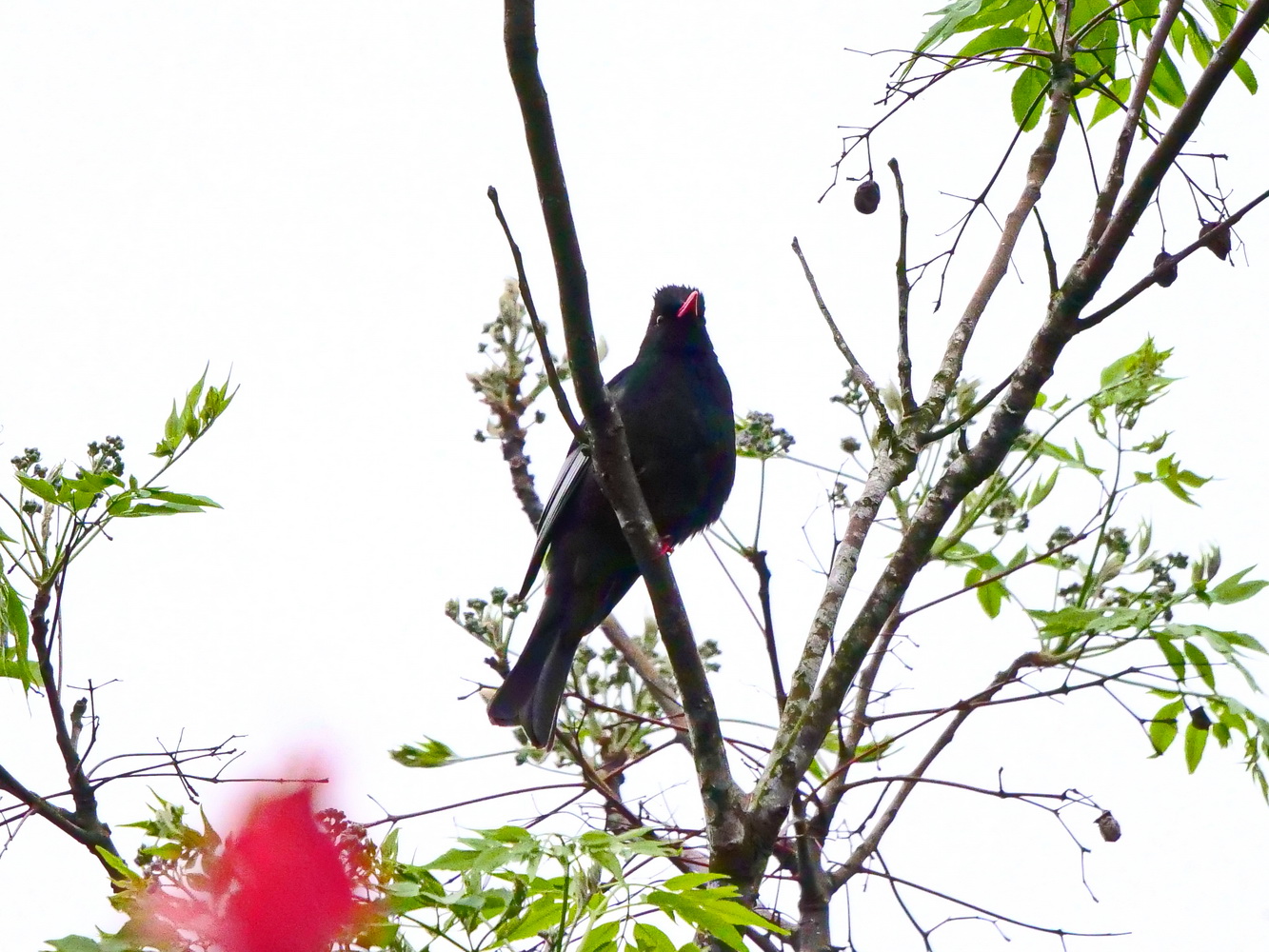 紅嘴黑鵯樹上叫