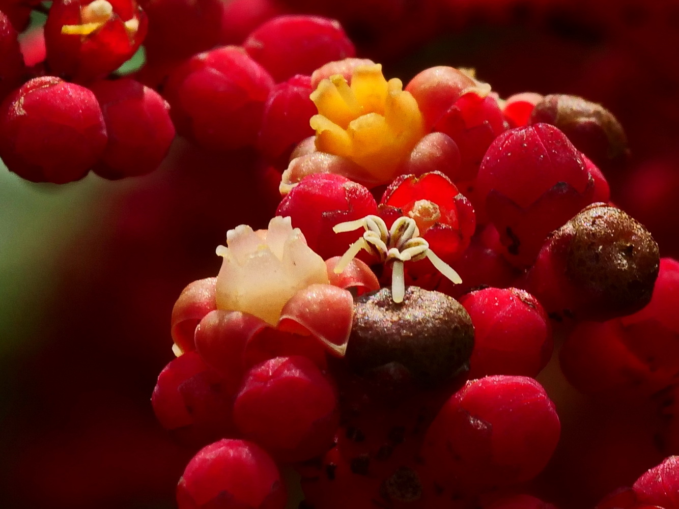 雄蕊脫落雄熟期結束,雌熟期開始