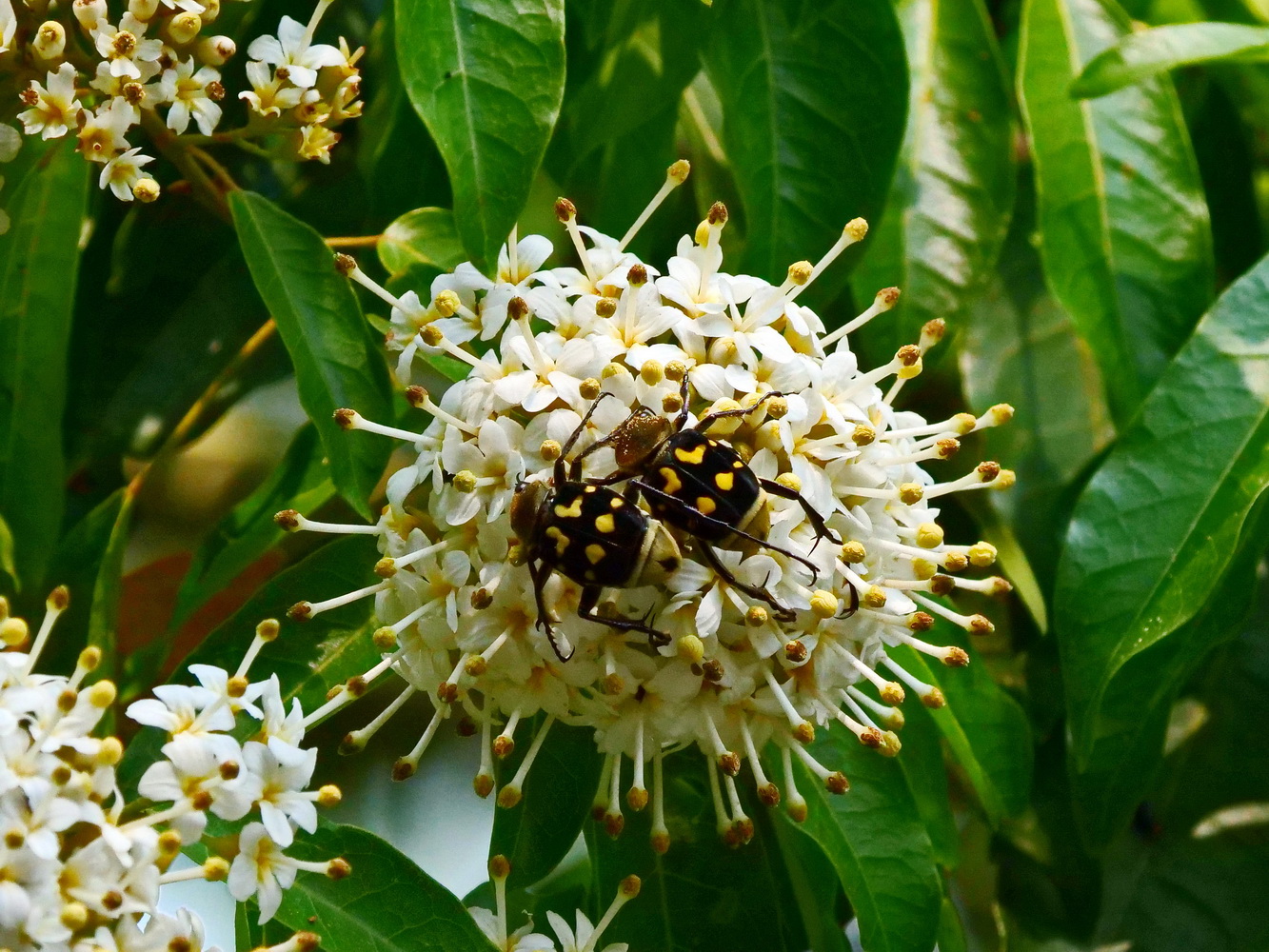 梭欏樹花上的黃肩長腳花金龜