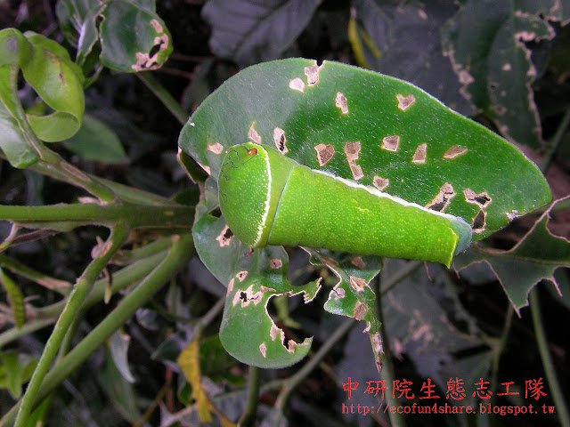 山刈葉上的琉璃翠鳳蝶/大琉璃紋鳳蝶幼蟲