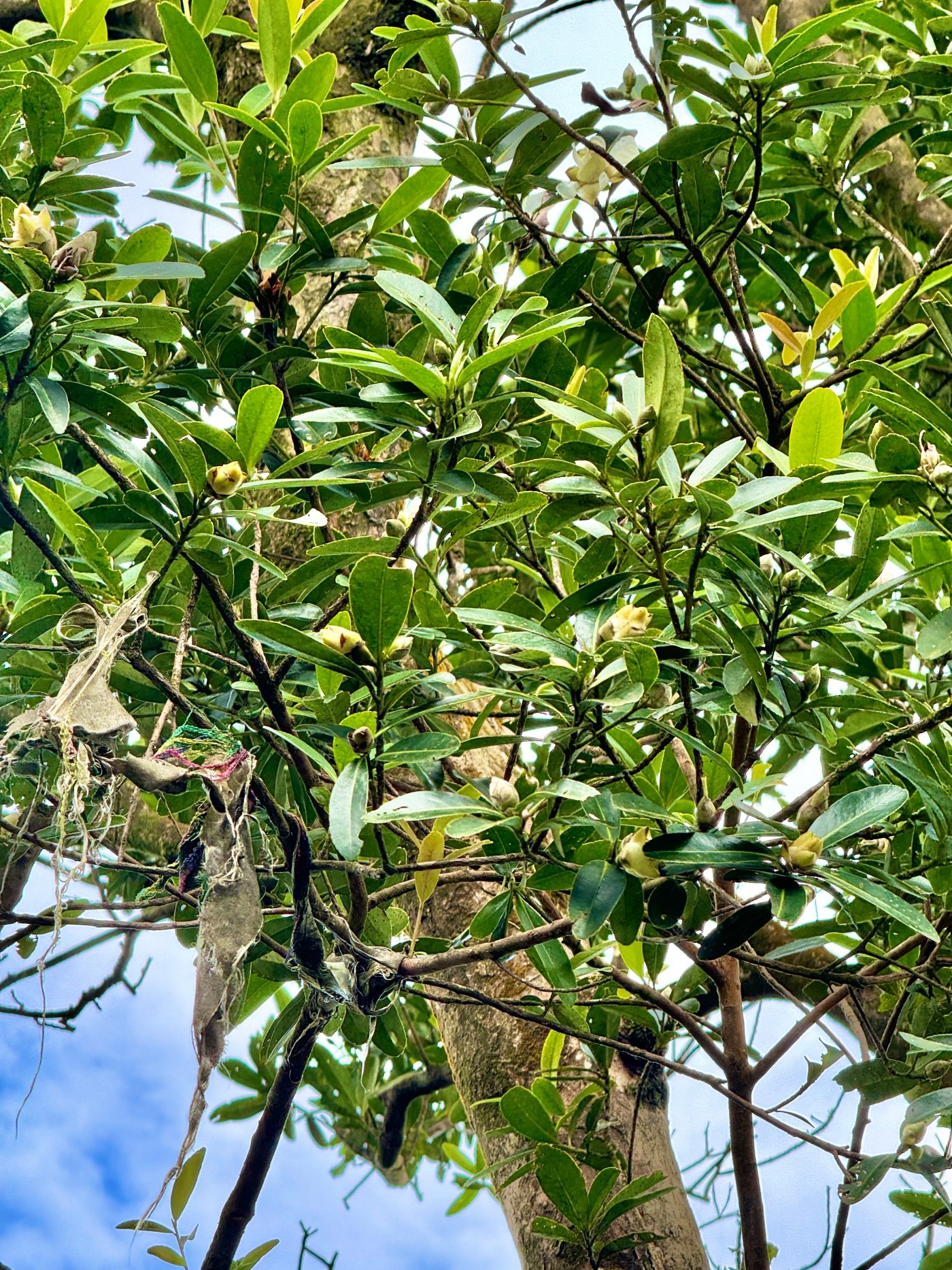 大頭茶