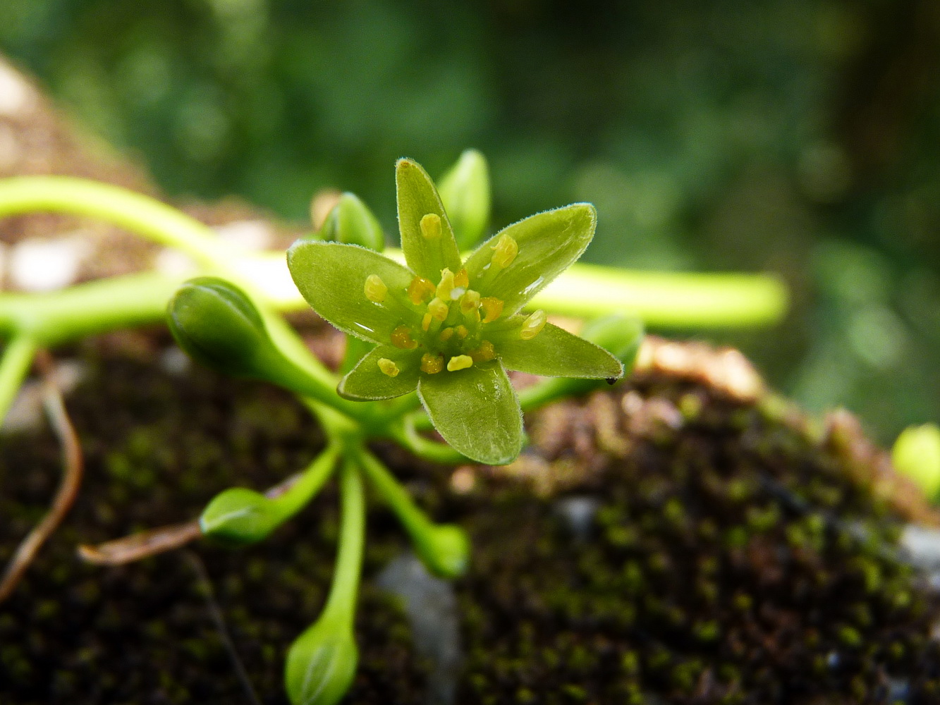 大葉楠(花)