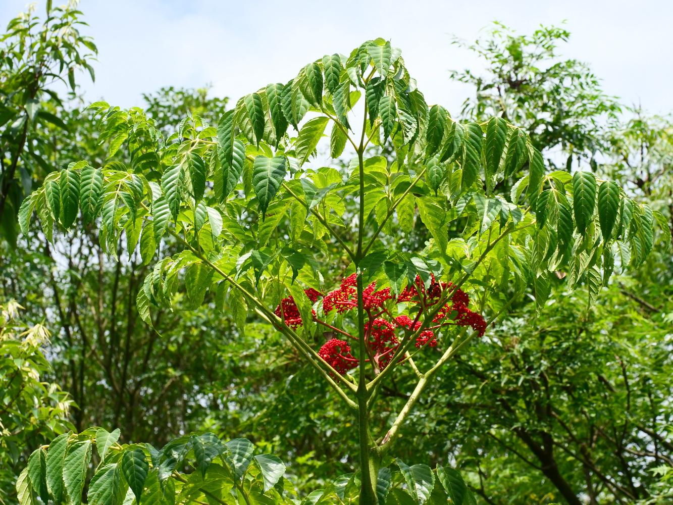 火筒樹的羽狀複葉