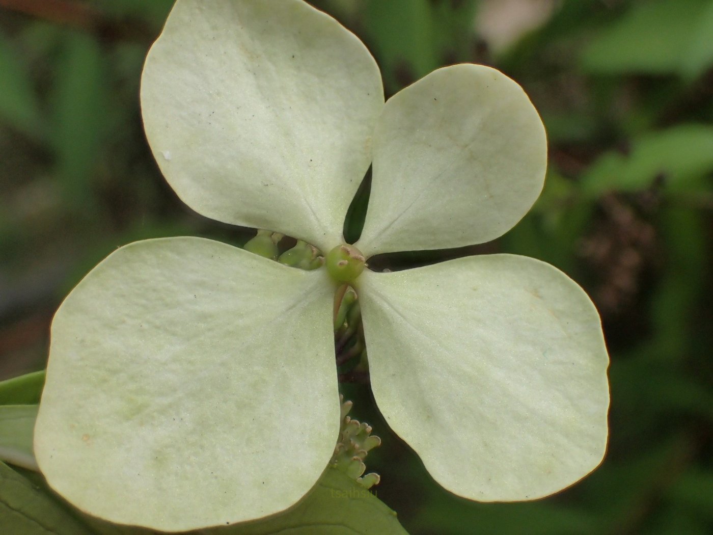 華八仙   果實與種子