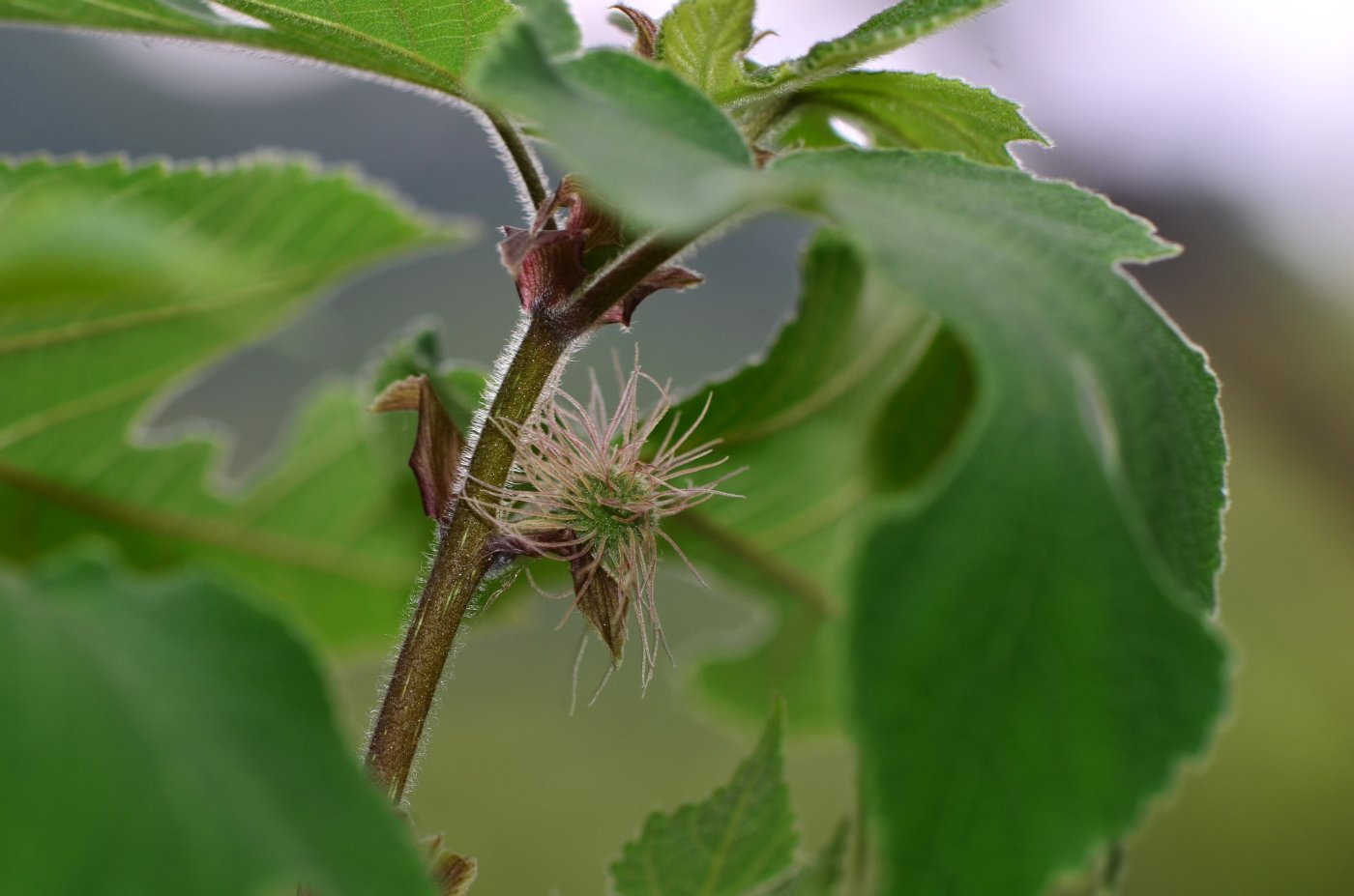 雌花上的雌蕊很長(陳慧君攝)