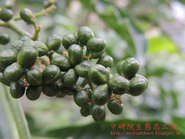 山刈葉果實-蓇葖果長四粒或三粒合生
