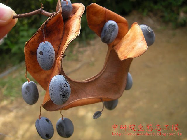 頷垂豆-成熟莢果爆開後-種子與果莢藕斷絲連