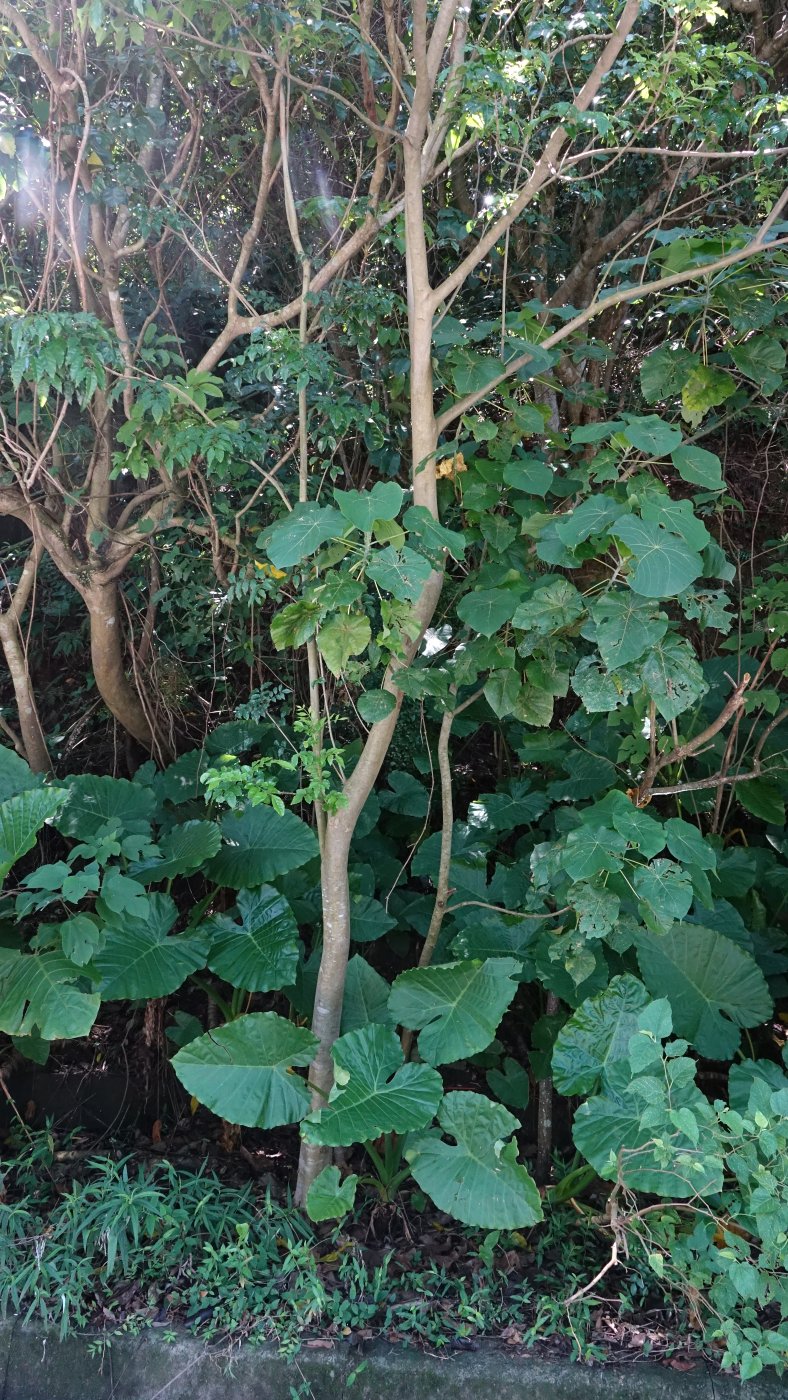 血桐植株