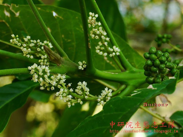 山刈葉-花和蓇葖果