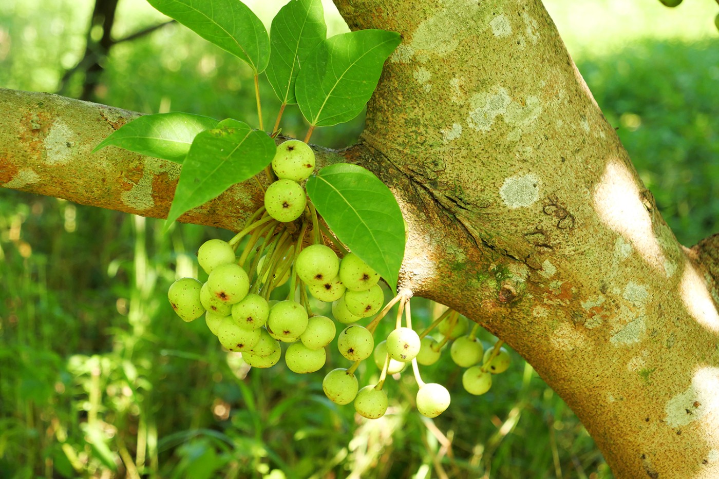 幹花榕的隱花果(陳宗憲攝)