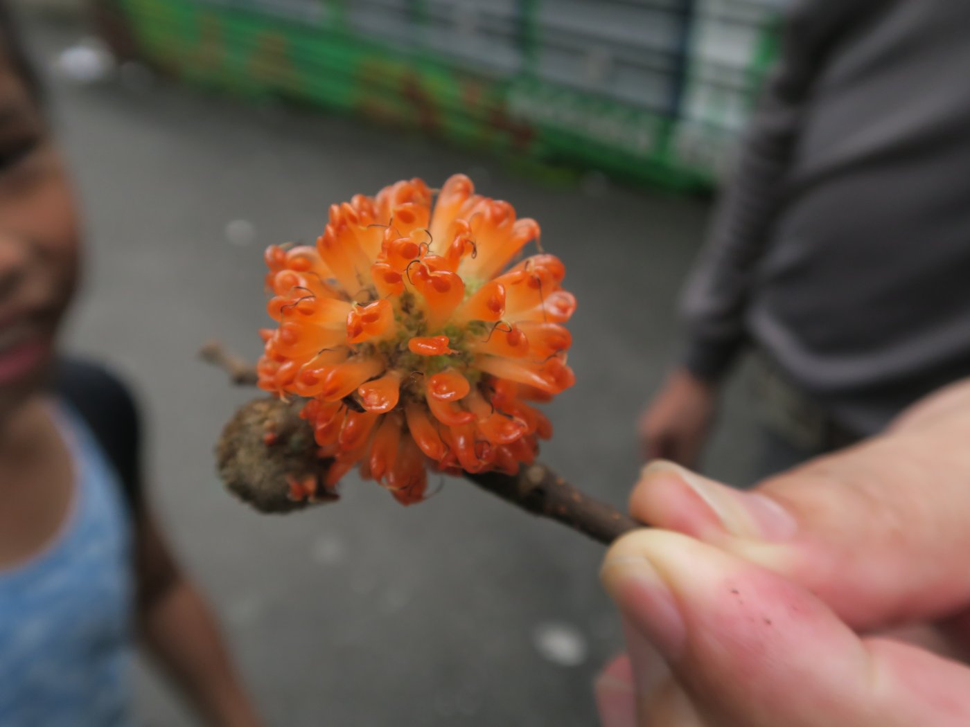 果實中的一點是種子(陳慧君攝)