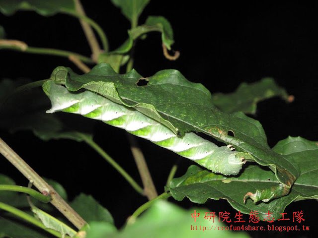大青葉片上-綠色型鬼臉天蛾 (幼蟲)