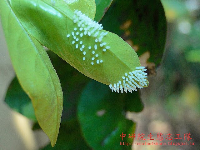 頷垂豆-亮色黃蝶(台灣黃蝶)的卵