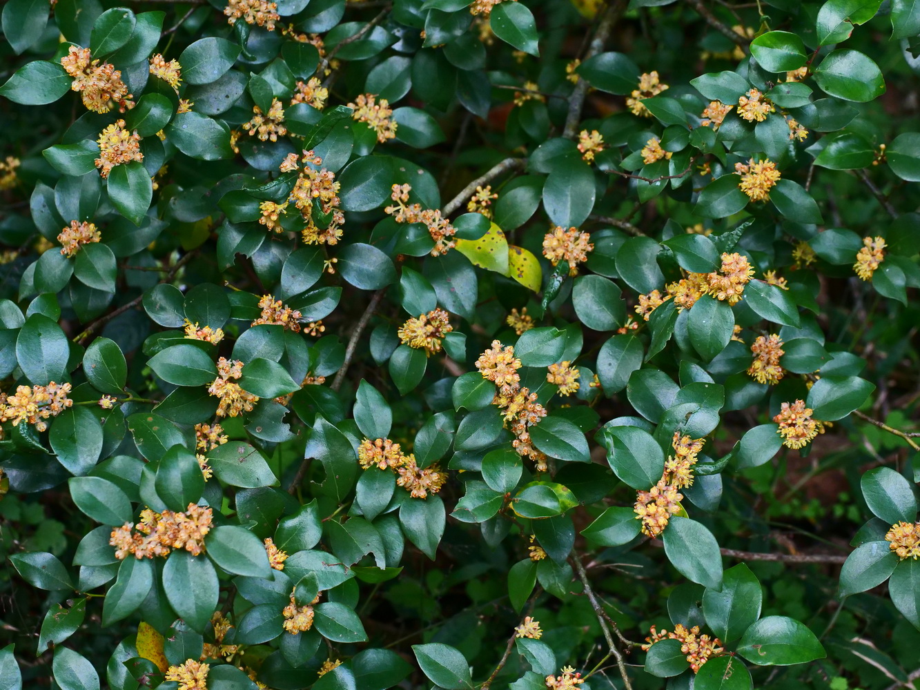 盛開的內苳子雄花