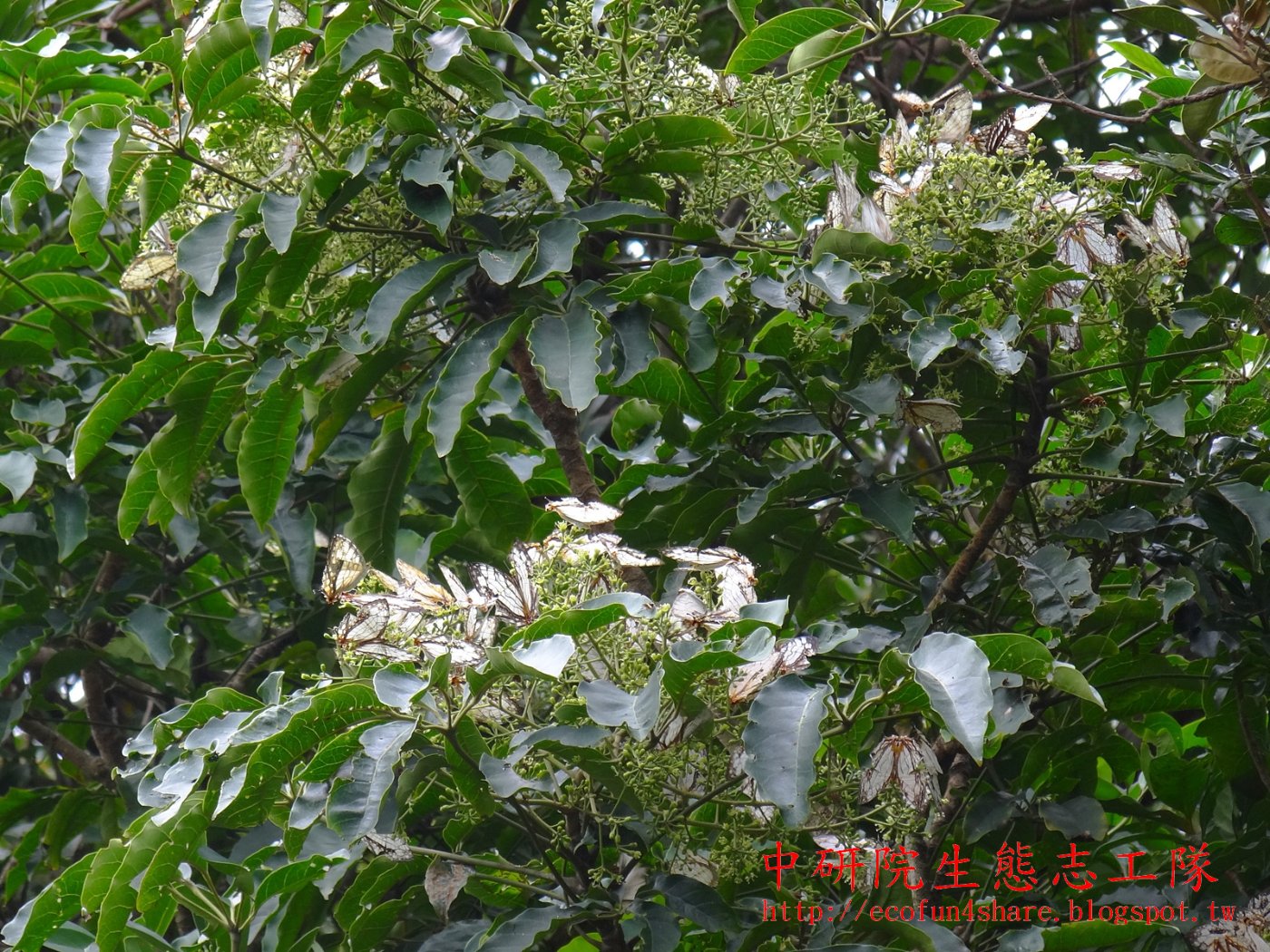 冬季重要蜜源，花上有許多石牆蝶(網絲蛺蝶)