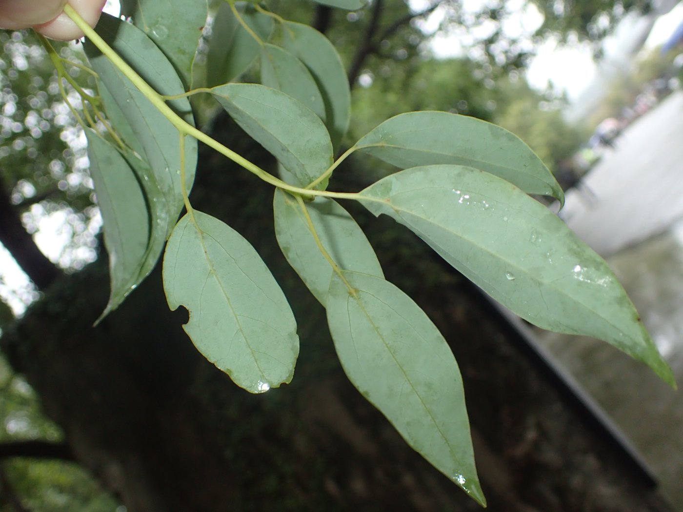 樟樹葉背面