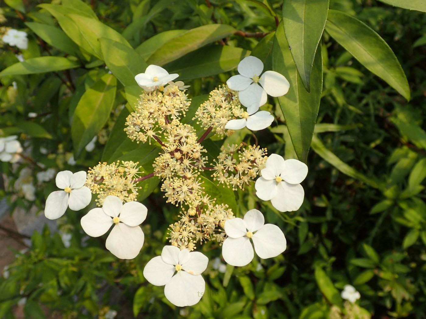華八仙   花特寫