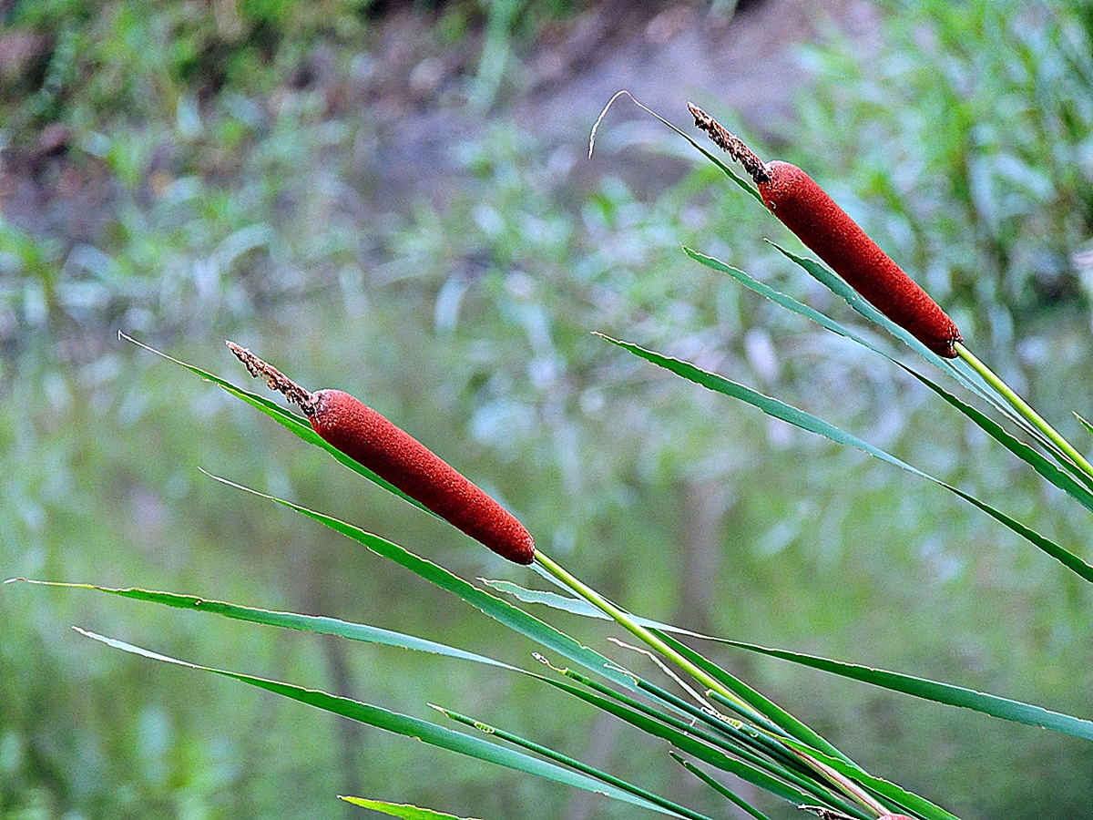 香蒲授粉後雄花逐漸掉落，雌花序變紅，雌花密集，逐漸發育成熟。花藝上當成插花素材。