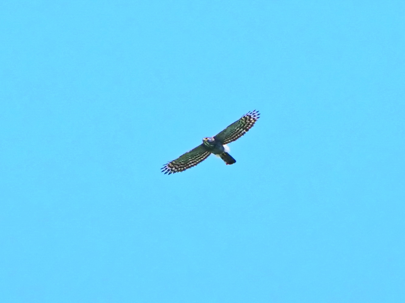 鳳頭蒼鷹