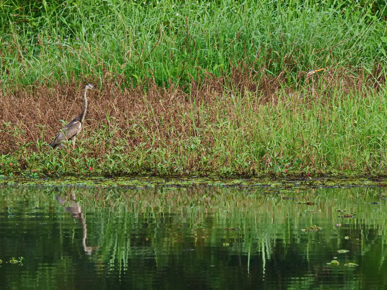 蒼鷺亞成鳥察覺到長草深處有貓膩
