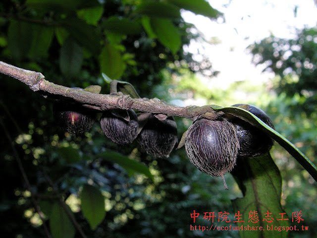 軟毛柿成熟果，萼片宿存