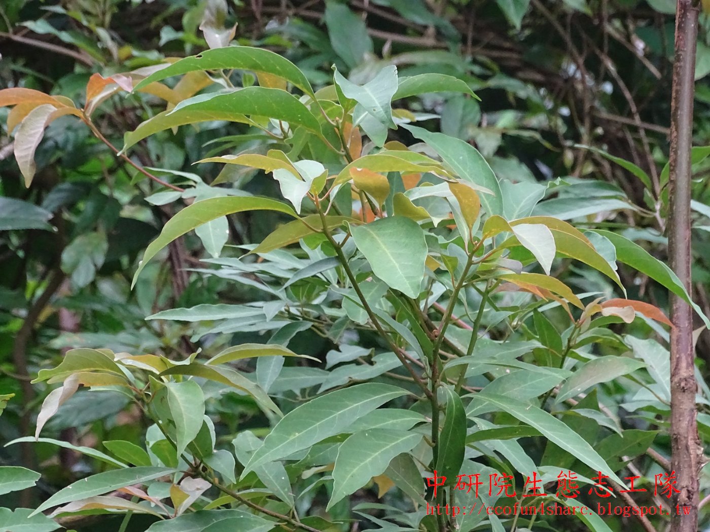 香楠小植株和新葉