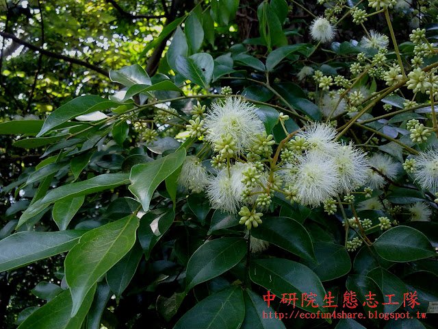 球形頭狀花序