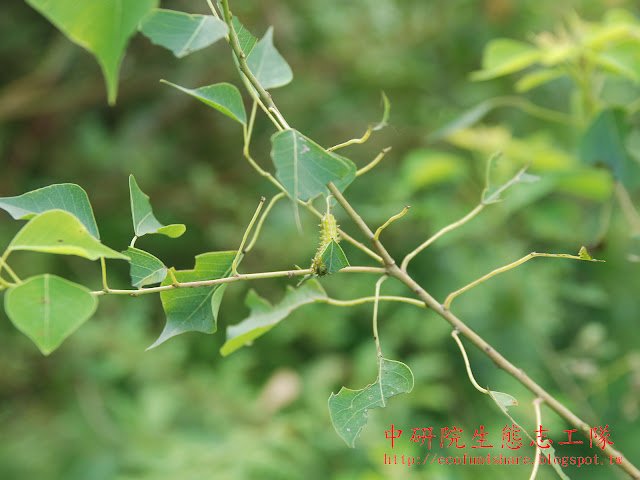 球鬚刺蛾幼蟲以烏桕葉片為食草