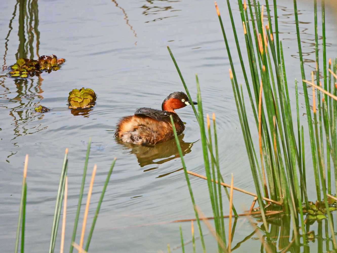 小鷿鷈池邊找魚