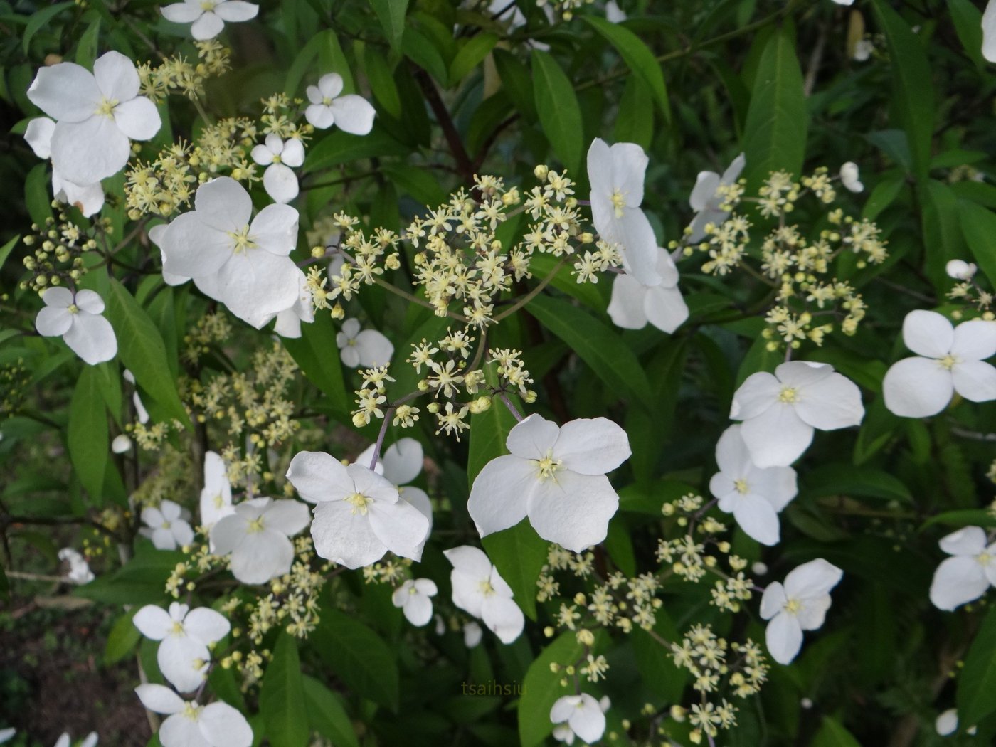 華八仙   花特寫