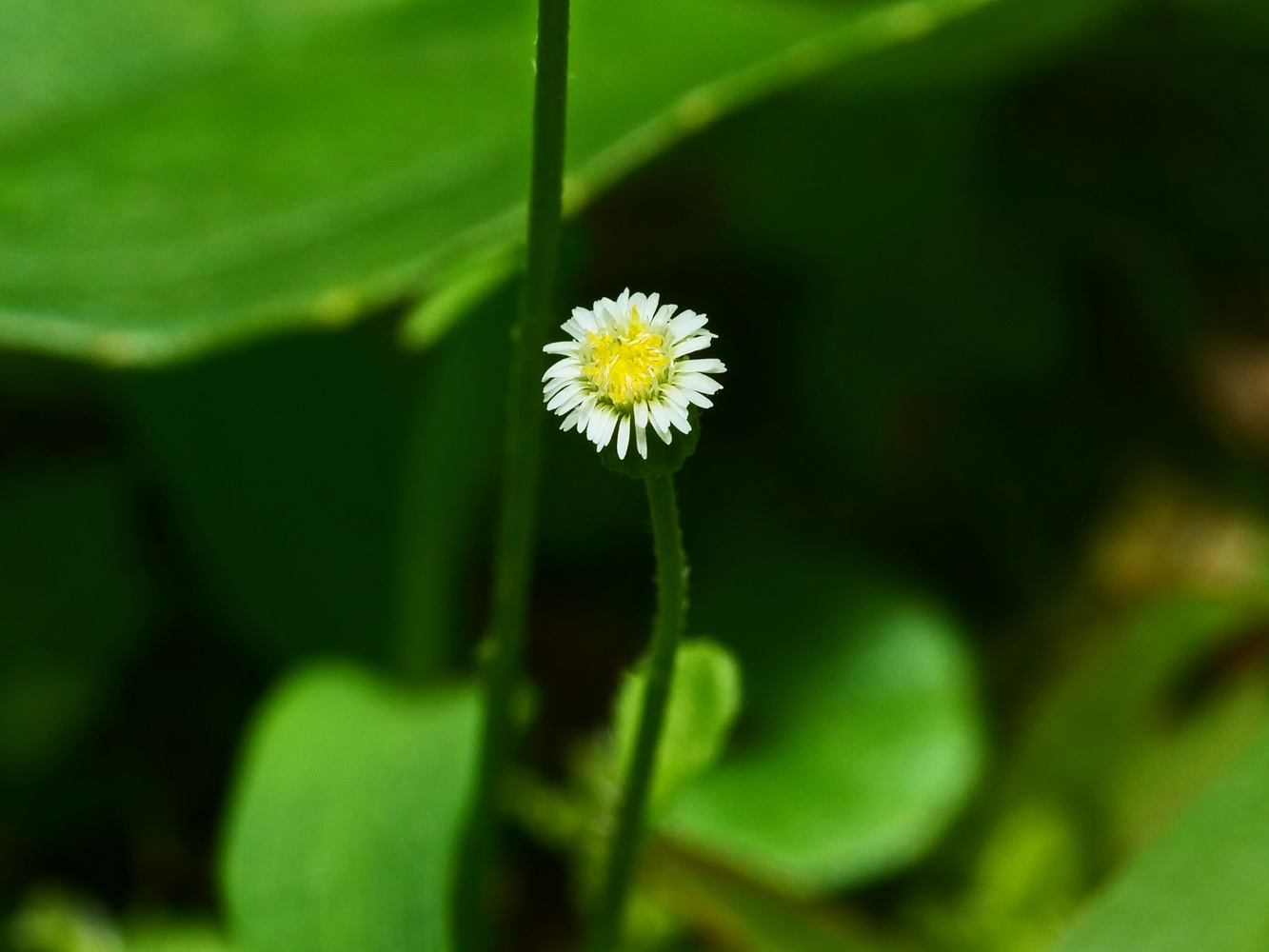 類雛菊飛蓬