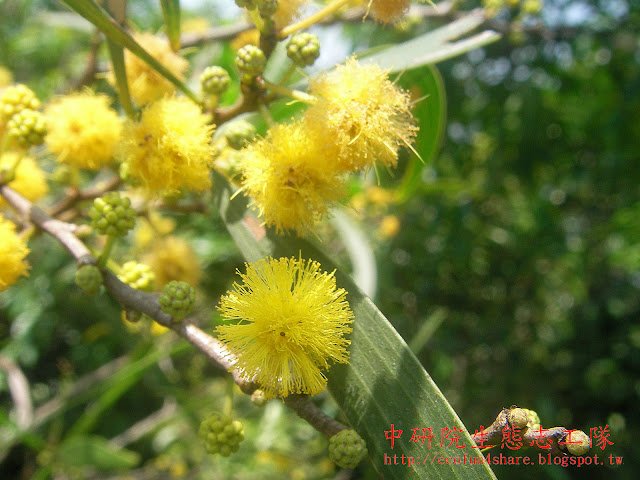 思樹花序，一球狀的頭狀花序