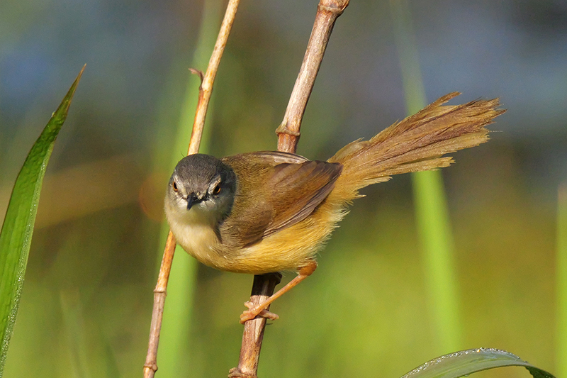 灰頭鷦鶯的繁殖羽頭、頸深灰色